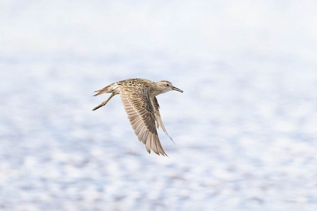 Sharp-tailed Sandpiper undergoing Preformative Molt.&nbsp; - Sharp-tailed Sandpiper - 