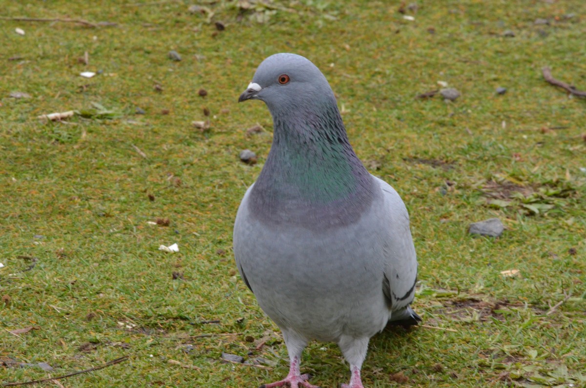 Rock Pigeon (Feral Pigeon) - ML292720251