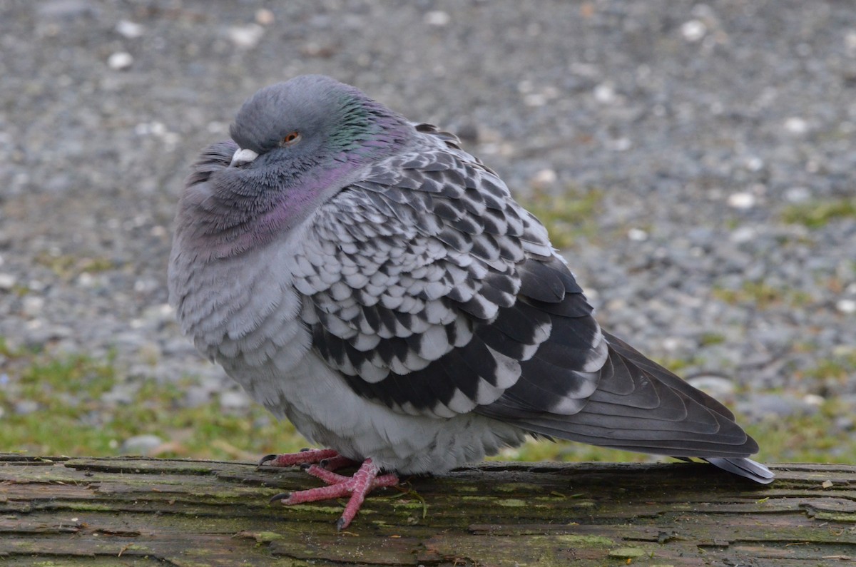 Rock Pigeon (Feral Pigeon) - ML292720271