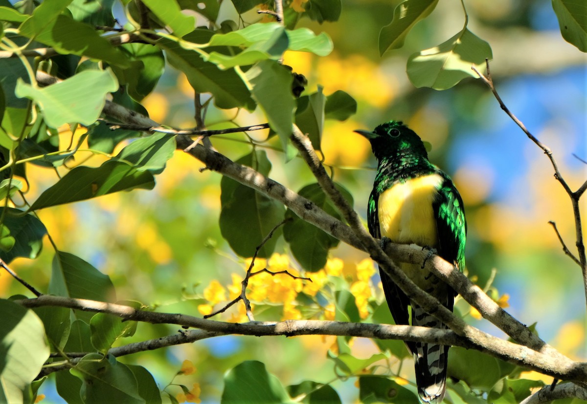 African Emerald Cuckoo - Lisa Fraser