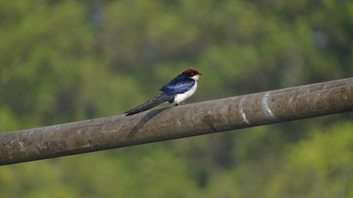 Wire-tailed Swallow - ML292722771