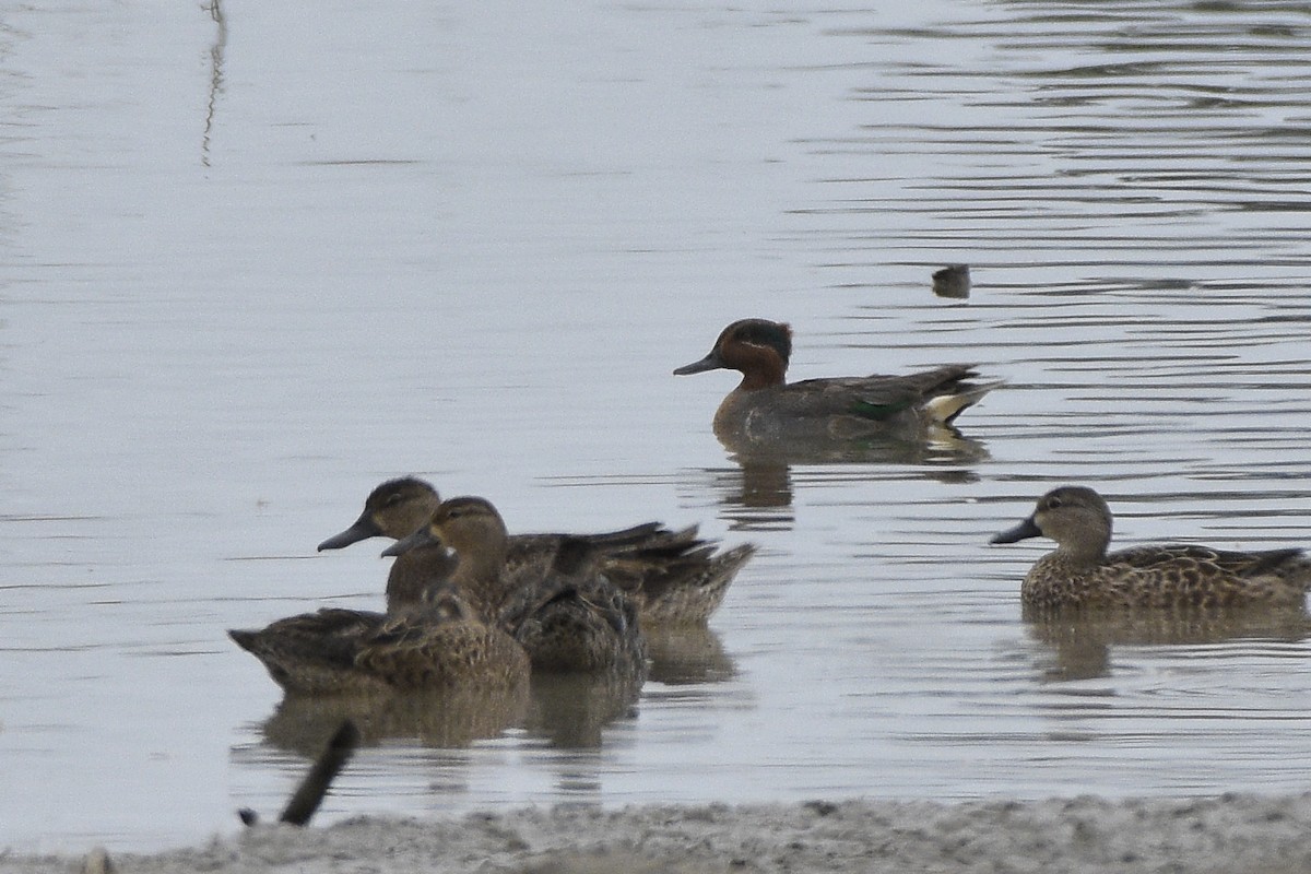 Green-winged Teal - ML292735781