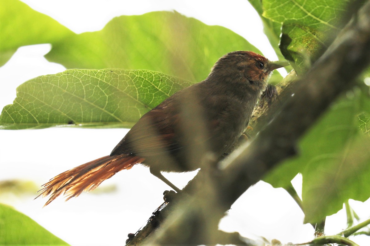 Red-faced Spinetail - Mjack  13