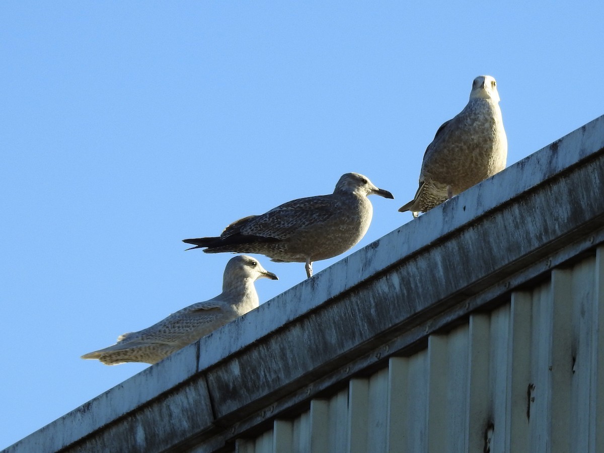 Iceland Gull - ML292738591