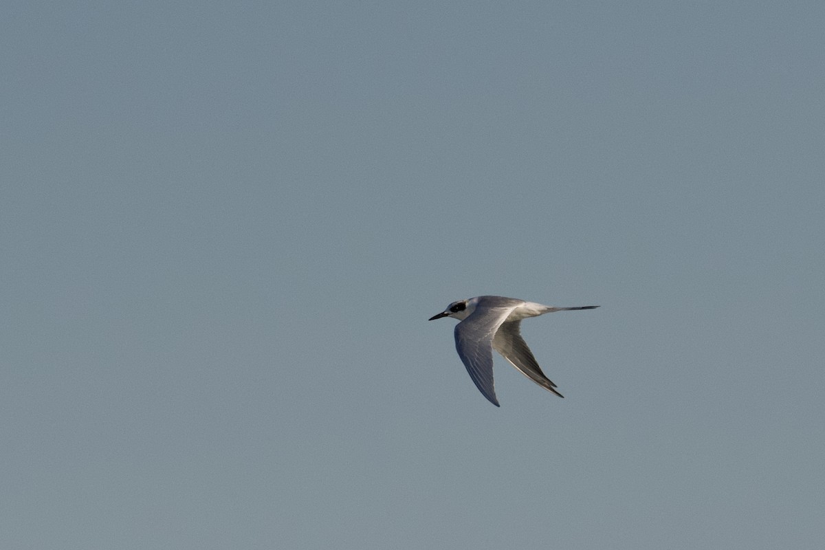 Forster's Tern - Jesse Anderson