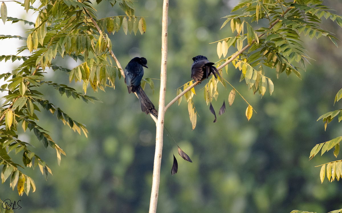 Greater Racket-tailed Drongo - ML292743501