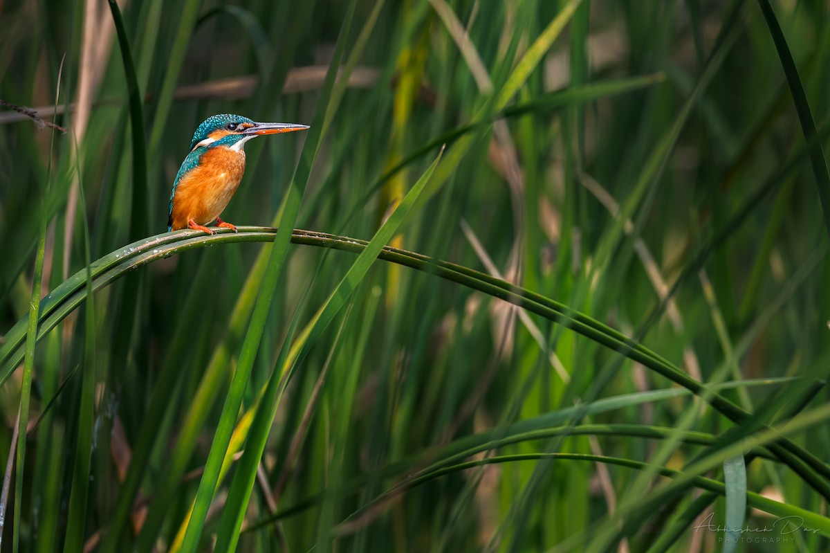 Common Kingfisher - Abhishek Das