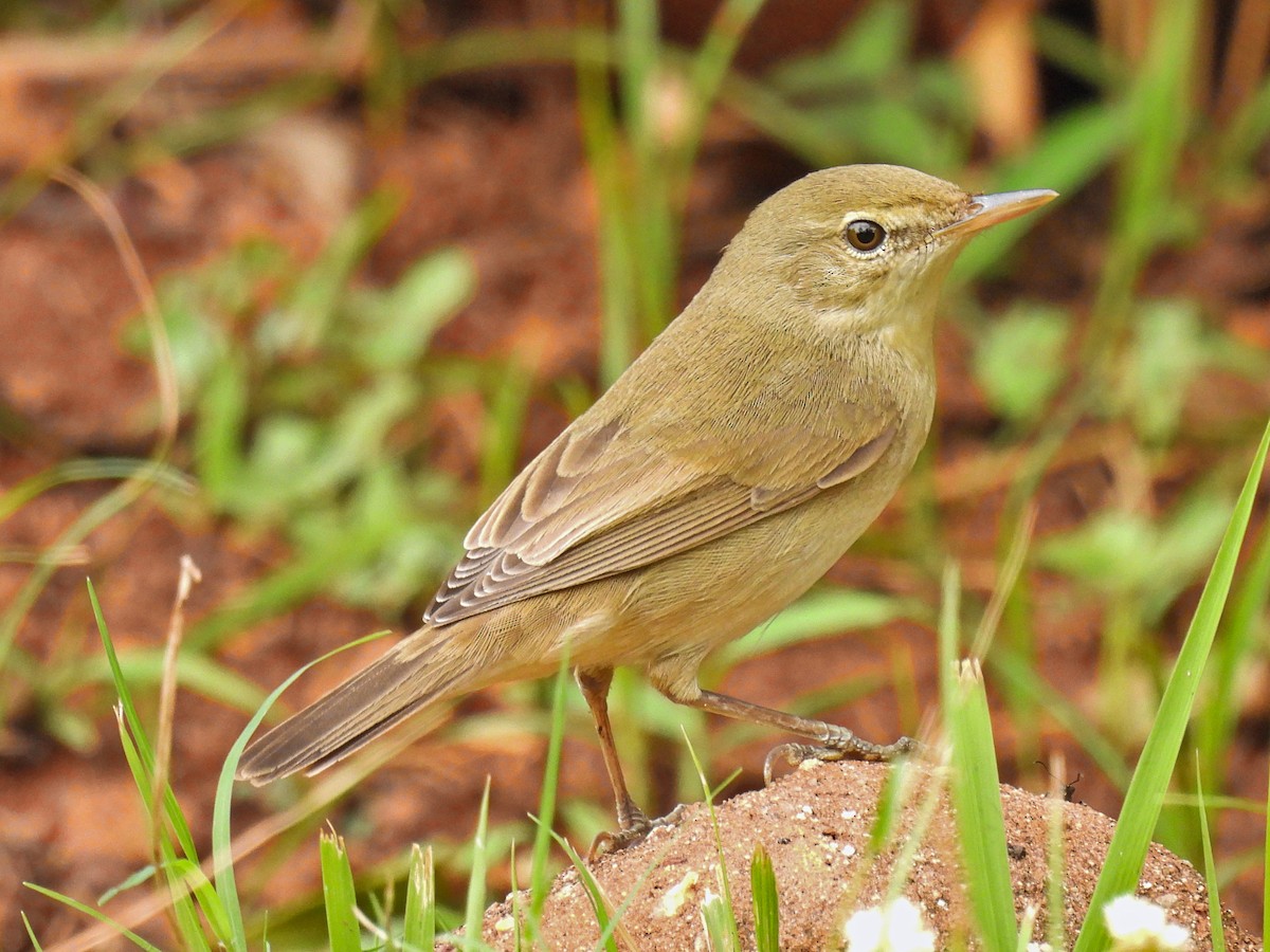 Booted Warbler - ML292754831