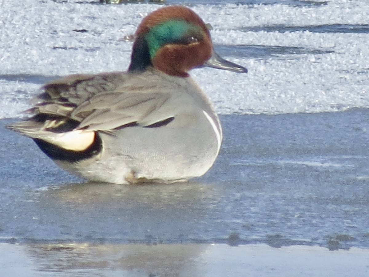 Green-winged Teal - ML292759361