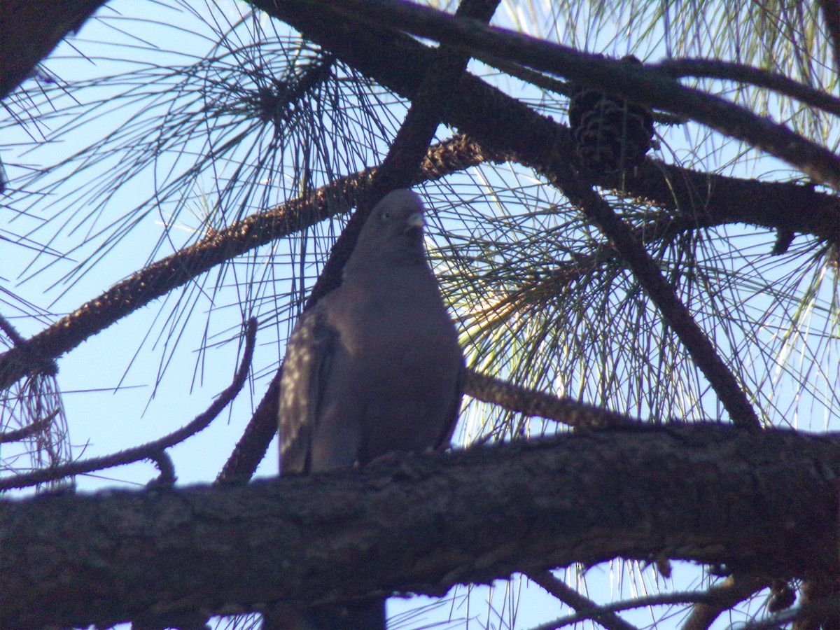Spot-winged Pigeon - ML292760941
