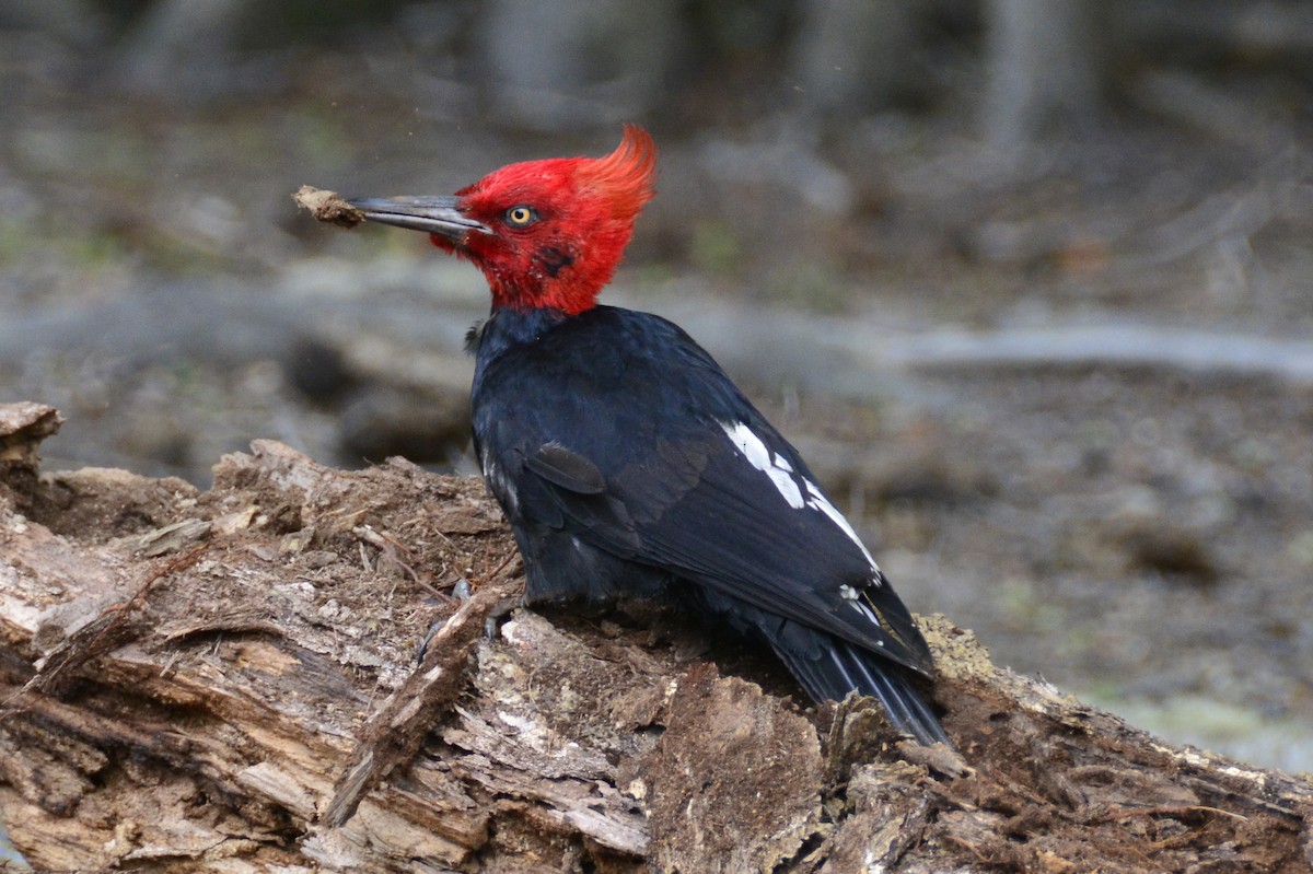 Magellanic Woodpecker - Gerd Schön