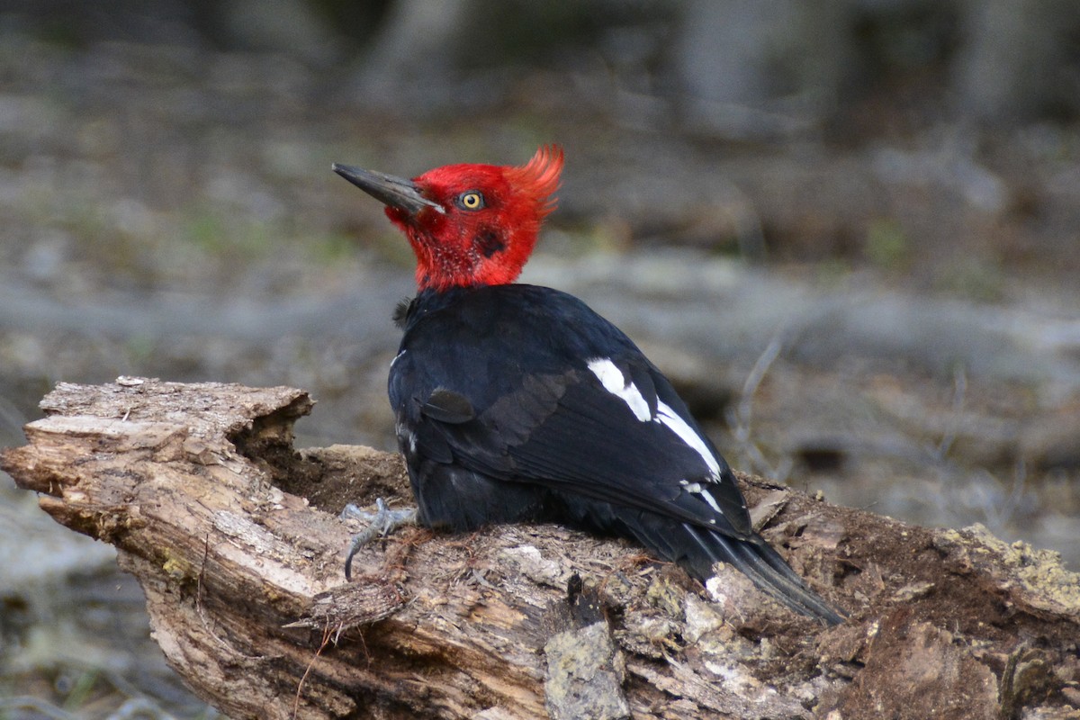 Magellanic Woodpecker - Gerd Schön