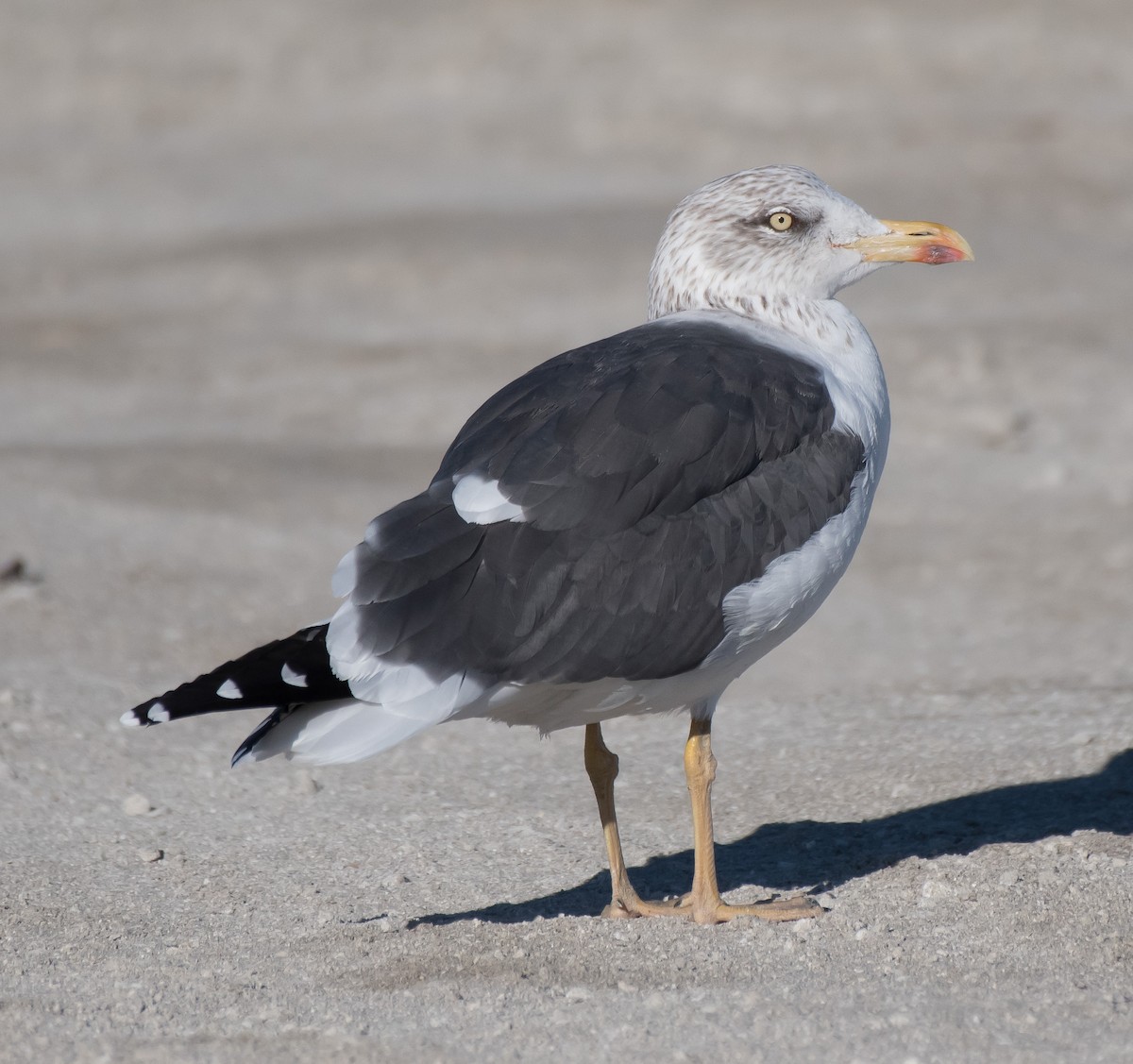Lesser Black-backed Gull - Gordon Karre