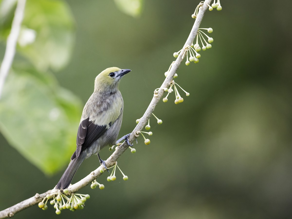 Palm Tanager - ML292770651
