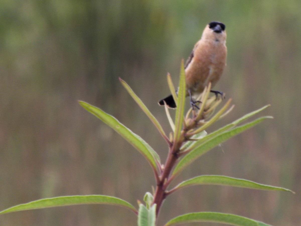 Copper Seedeater - ML292771711