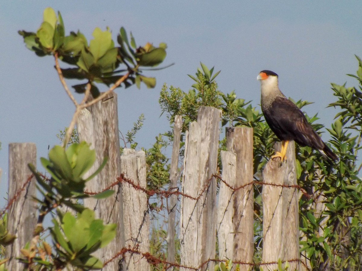 Crested Caracara (Southern) - ML292772141