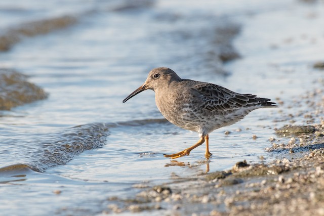 Purple Sandpiper