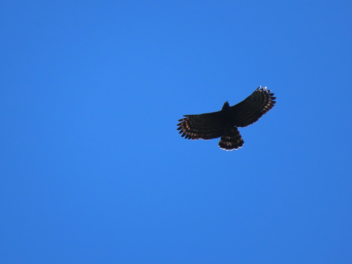 Black Hawk-Eagle - Anuar Acosta