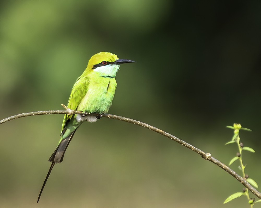 Asian Green Bee-eater - ML292781151