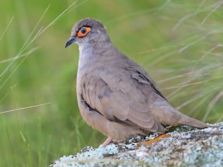  - Bare-eyed Ground Dove