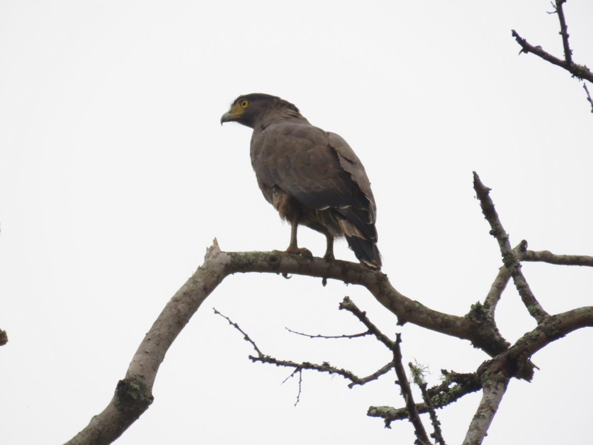 Crested Serpent-Eagle - ML292786461