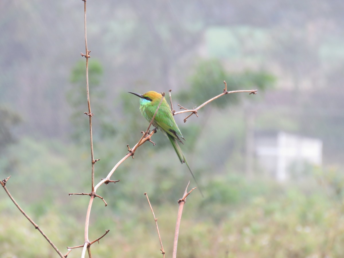 Asian Green Bee-eater - ML292786661