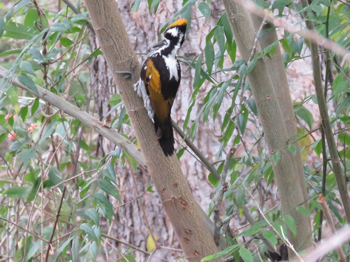 White-naped Woodpecker - ML292787901