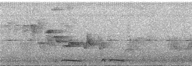 holoubek šupinkový - ML292788