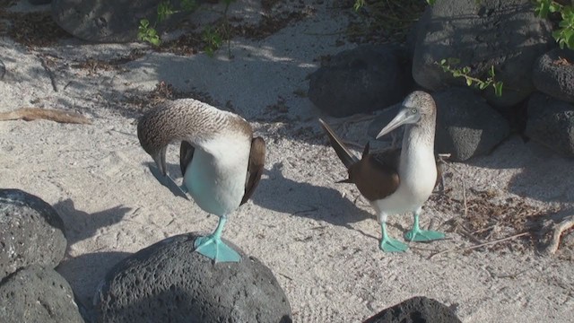 Blue-footed Booby - ML292789441