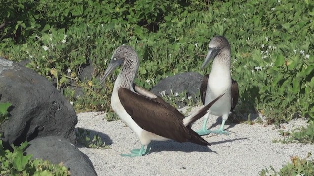 Blue-footed Booby - ML292791511