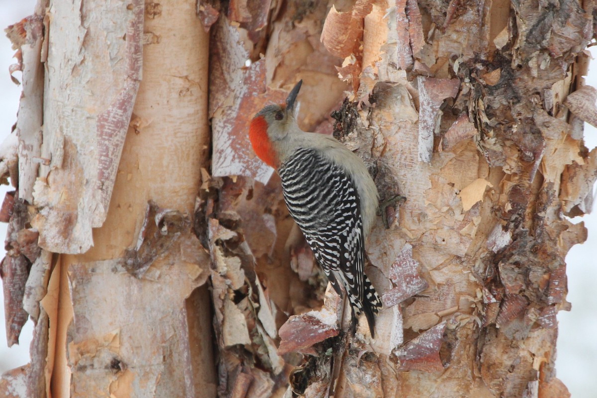 Red-bellied Woodpecker - David Bailey