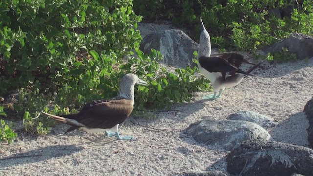 Blue-footed Booby - ML292793211
