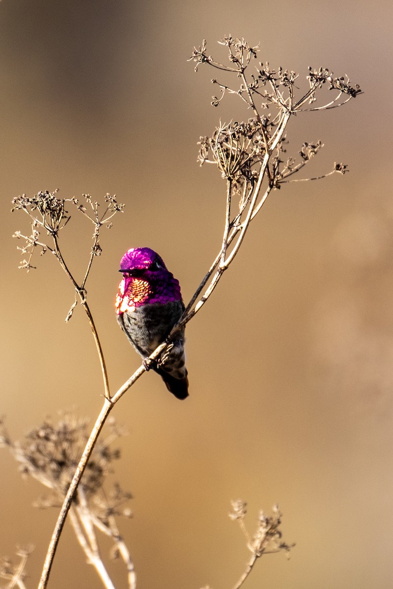 Anna's Hummingbird - ML292796131