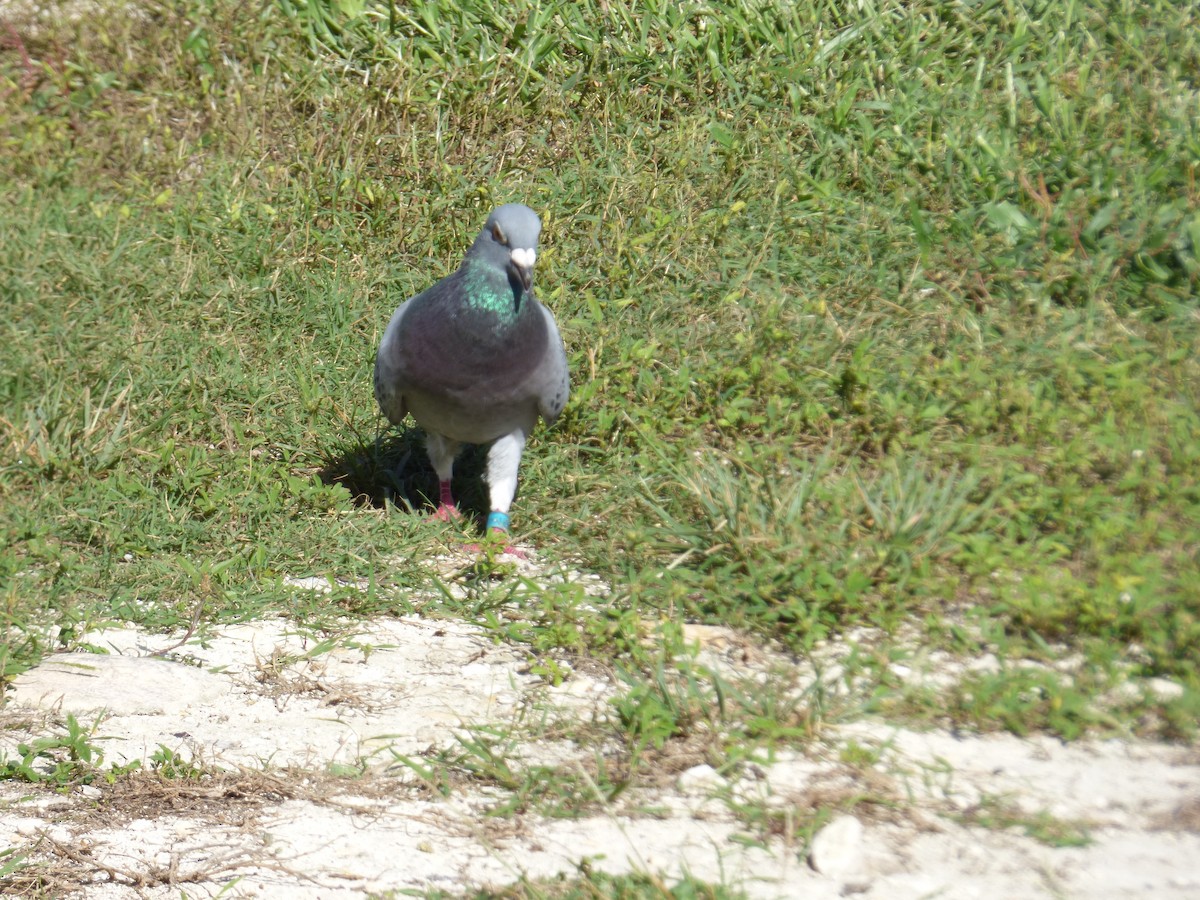 Rock Pigeon (Feral Pigeon) - ML292807571