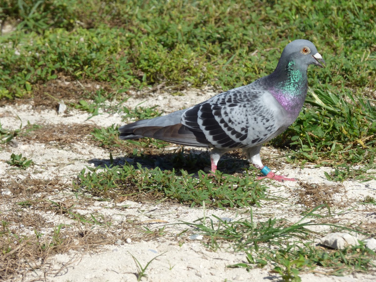 Rock Pigeon (Feral Pigeon) - ML292808301