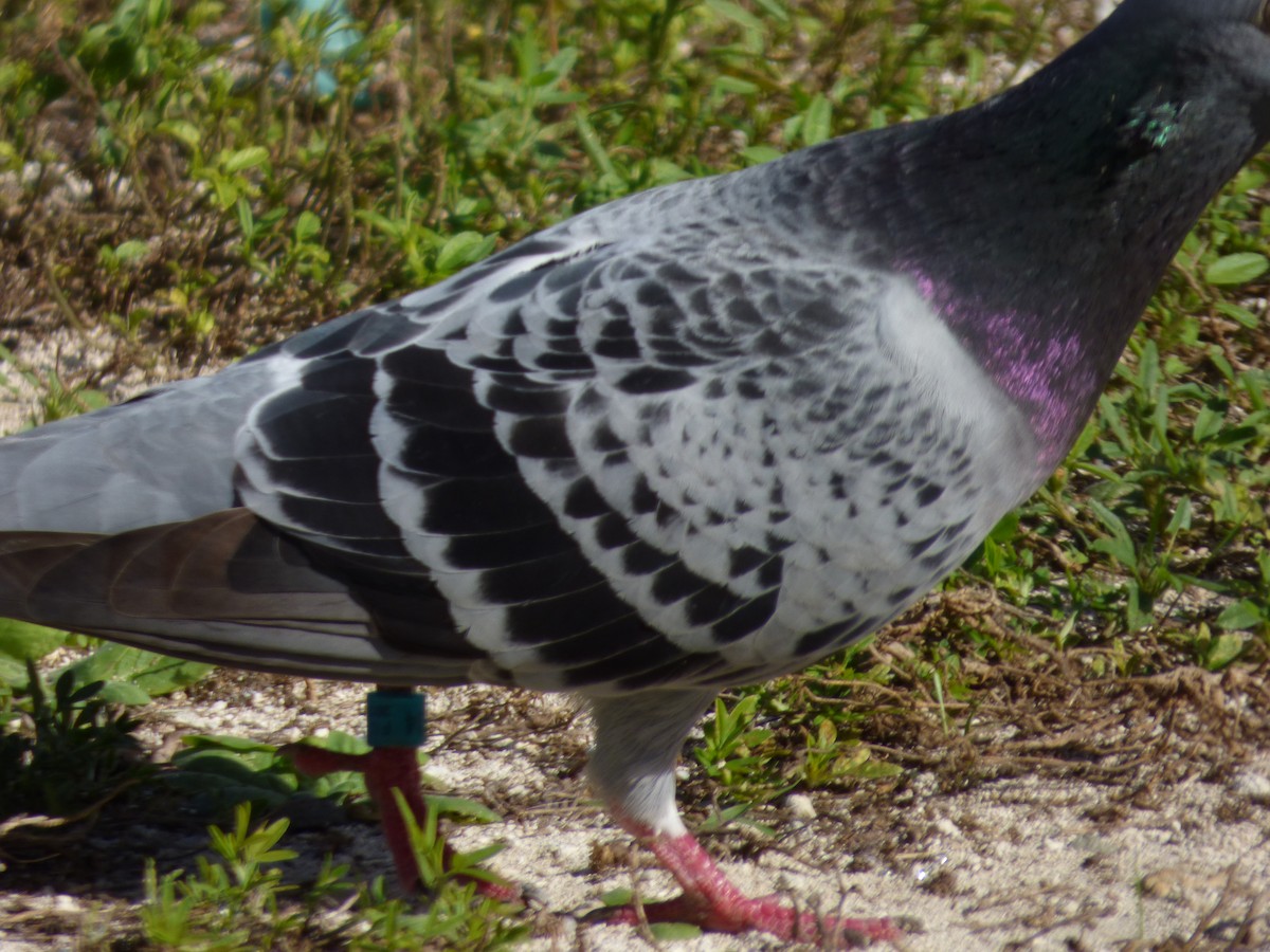 Rock Pigeon (Feral Pigeon) - ML292808871