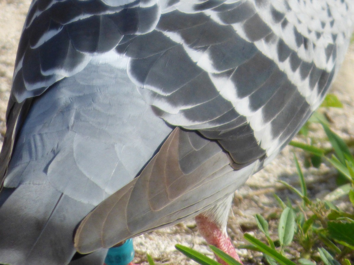 Rock Pigeon (Feral Pigeon) - ML292809901