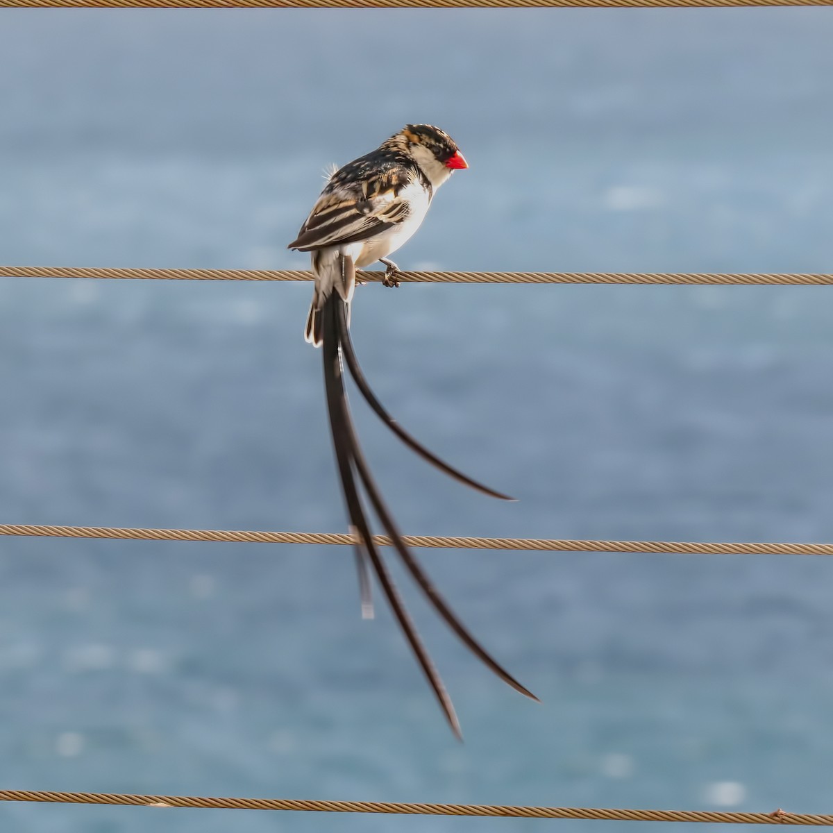Pin-tailed Whydah - ML292812851