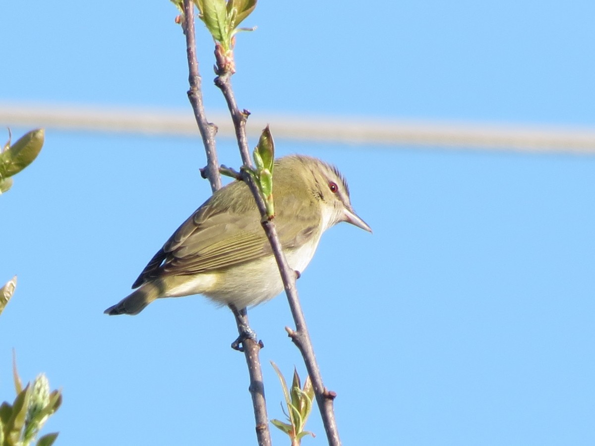 Red-eyed Vireo - Jacques Ibarzabal