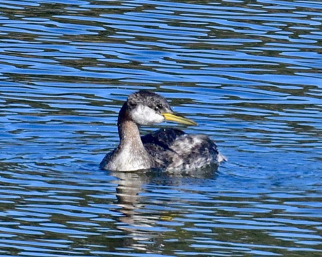 Red-necked Grebe - ML292823461