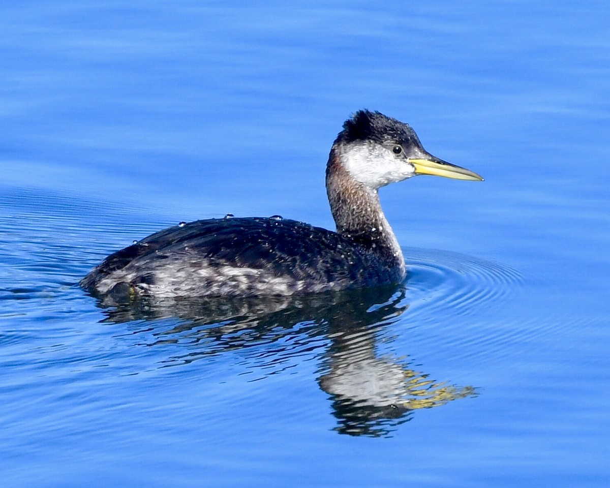 Red-necked Grebe - ML292823481