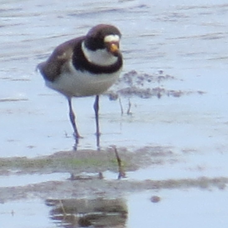 Semipalmated Plover - ML29282731