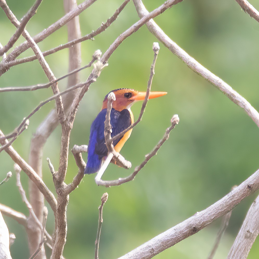 African Pygmy Kingfisher - Sue&Gary Milks