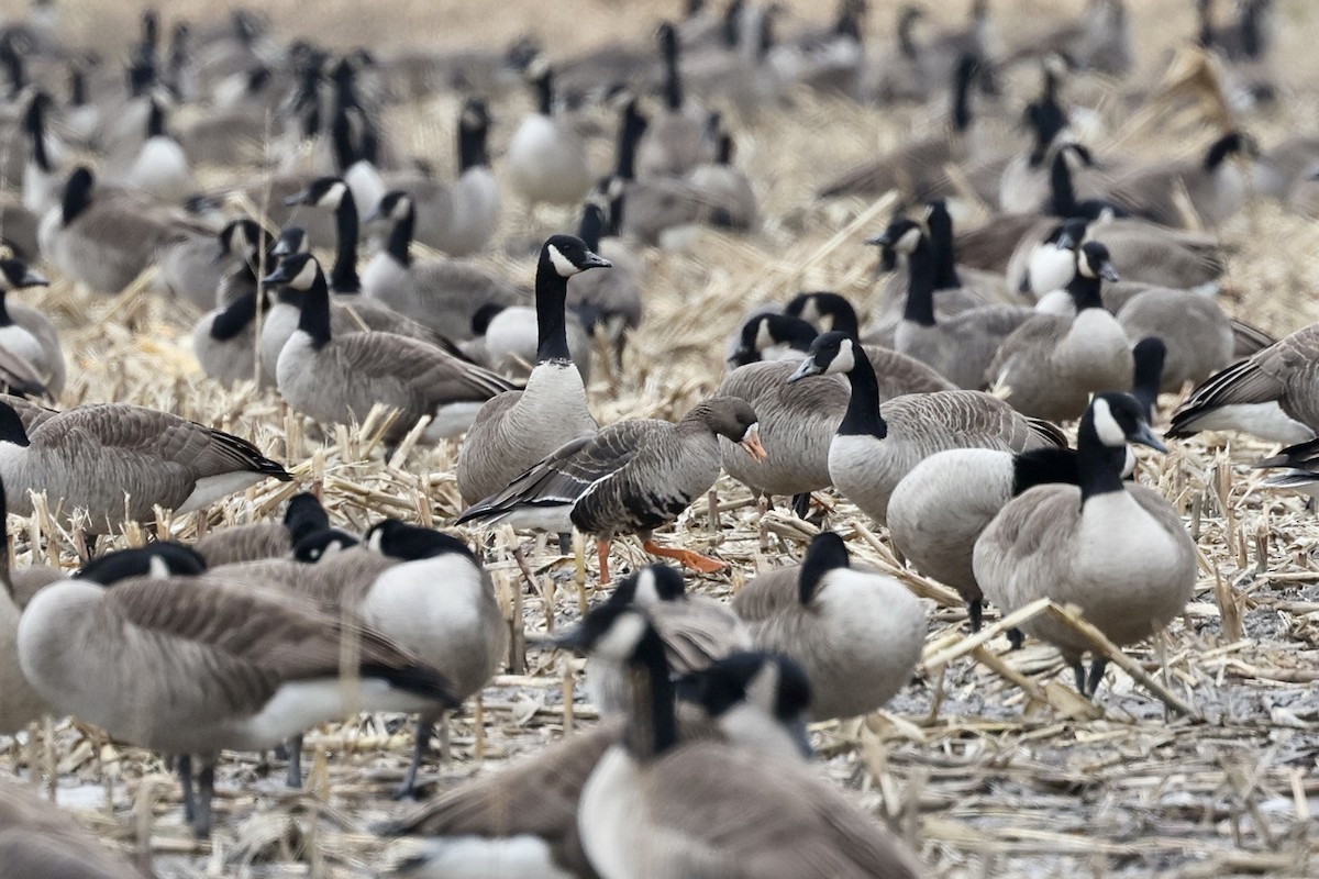 Greater White-fronted Goose - ML292829021
