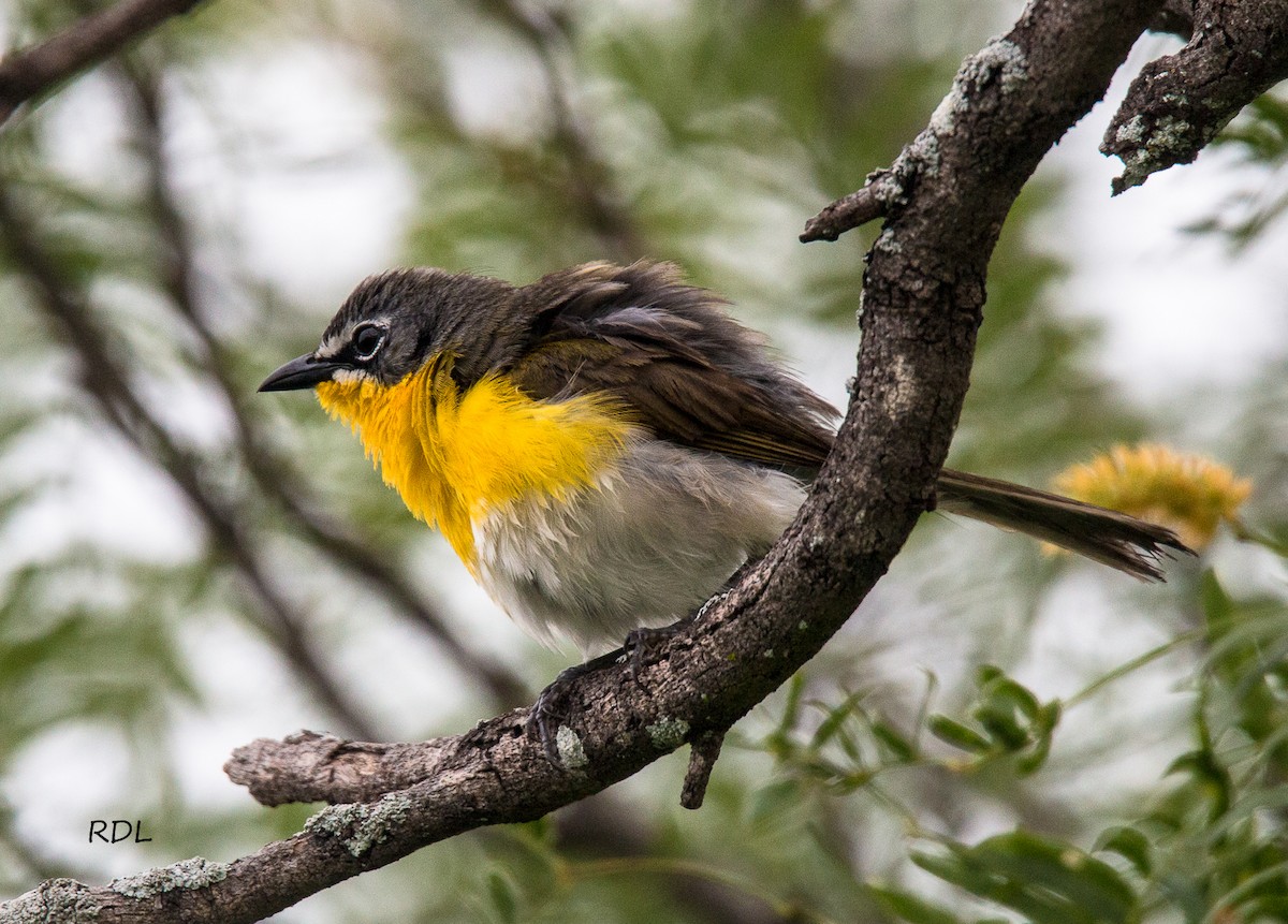 Yellow-breasted Chat - Raul Delgado