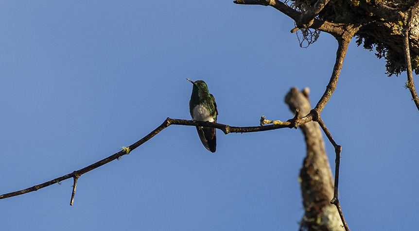 Snowy-bellied Hummingbird - ML292839481