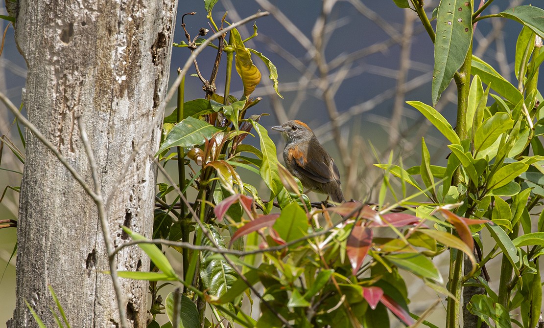 Red-faced Spinetail - Manlio Cuevas L.