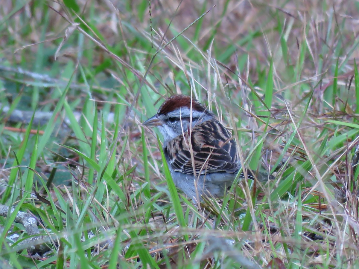 Chipping Sparrow - ML292841481