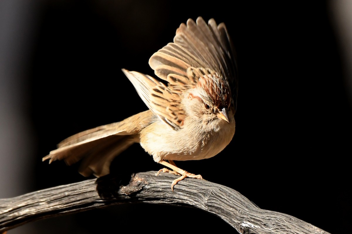 Rufous-winged Sparrow - ML292842081
