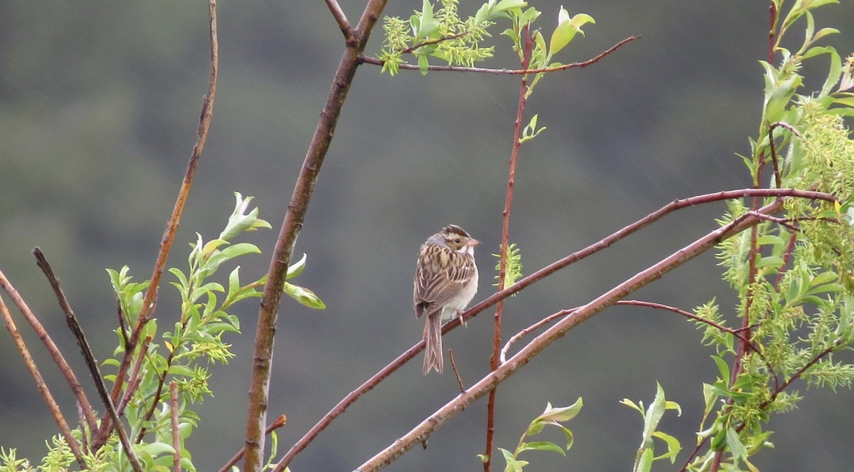 Clay-colored Sparrow - ML29284211